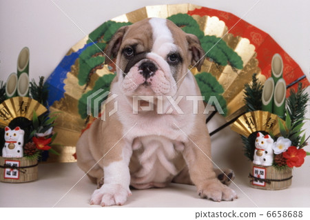 鬥牛犬的新年 鬥牛犬的新年 6658688