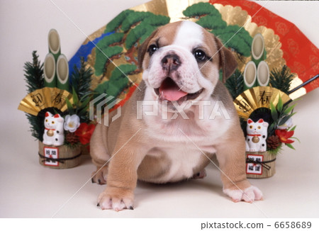 鬥牛犬的新年 鬥牛犬的新年 6658689