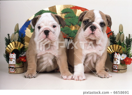鬥牛犬的新年 鬥牛犬的新年 6658691