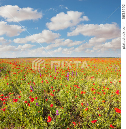 Poppy field Poppy field 6658692