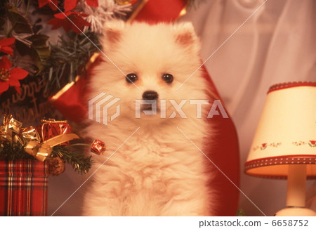 Spitz's Christmas Spitz's Christmas 6658752