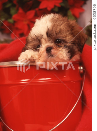 Season's Christmas 6658796