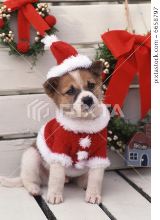 Puppy's Christmas 6658797