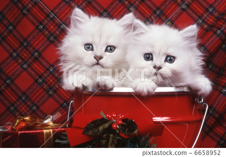 Persian cat's Christmas image Persian cat's Christmas image 6658952