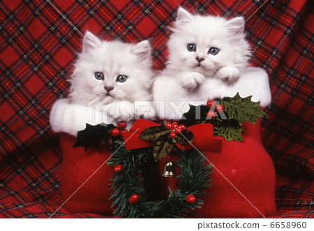 Persian cat's Christmas image 6658960