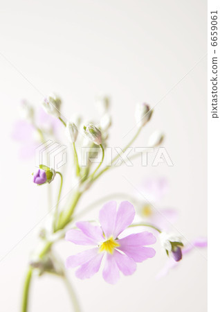 Primula Maracoides Primula Maracoides 6659061