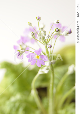 報春花Maracoides 6659062