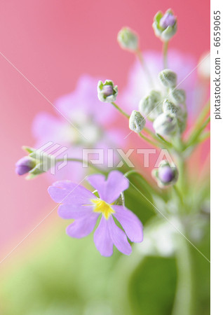 Primula Maracoides Primula Maracoides 6659065