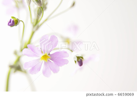 Primula Maracoides 6659069