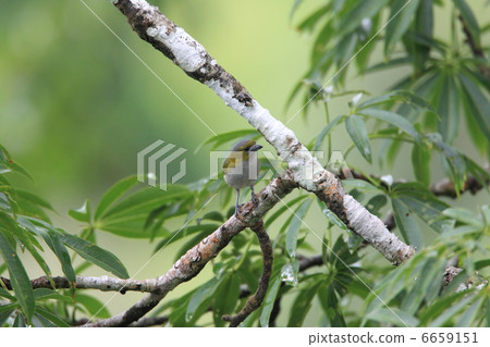 白尾粉蝨 6659151