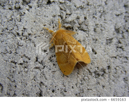 ARNA Pseudoconspersa 6659163