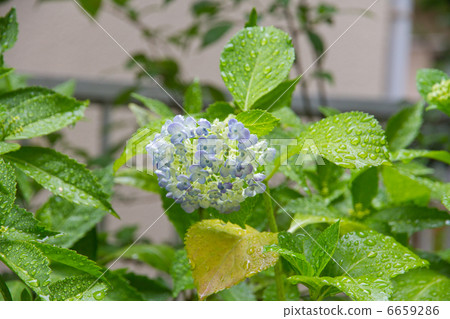 Hydrangea after the rain 6659286