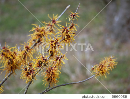 Cinnaman囊 Cinnaman囊 6660086