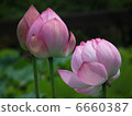 Lotus flower  6660387
