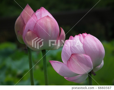 蓮花 6660387