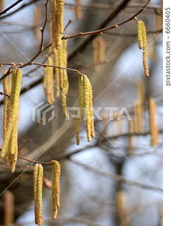 雄花horselham 雄花horselham 6660405