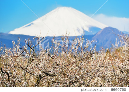 富士和白梅 6660760