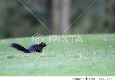 Toub Hi Hiris 6660764