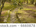 Forest path 6660878