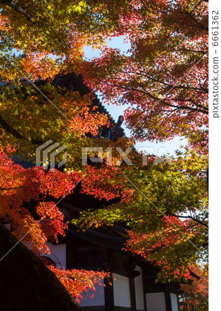 東福寺 東福寺 6661362