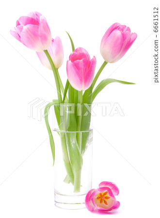 Pink tulips bouquet in vase isolated on white background 6661512