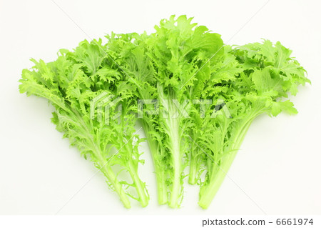 Vegetable wasabi 6661974