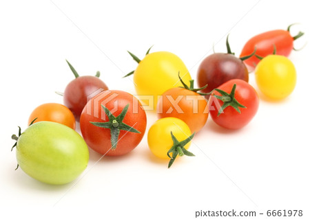 迷你番茄多彩 6661978