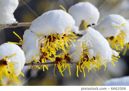 用雪蓋的Manusaku花 用雪蓋的Manusaku花 6662006