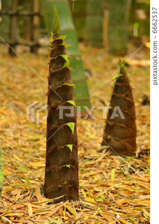 Bamboo shoots of the Kamakura republic temple 6662537