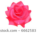Rose   6662583