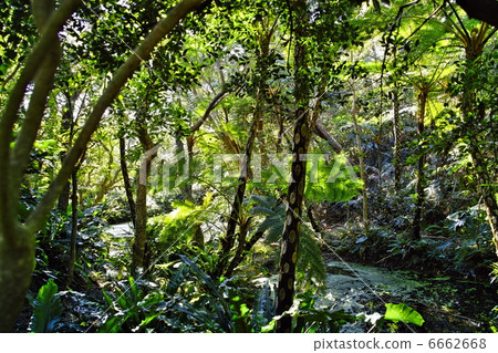 Bios Hill Lizardhead 6662668