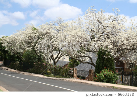 White Jacaranda city Pretoria South Africa 6663158