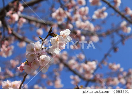 Okono櫻花樹 6663291