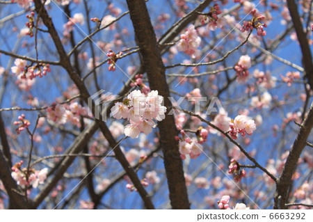 Okono櫻花樹 6663292