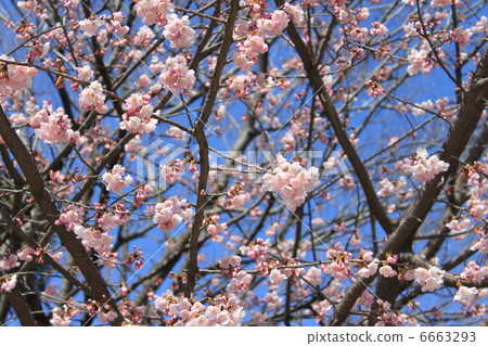 Okono櫻花樹 Okono櫻花樹 6663293