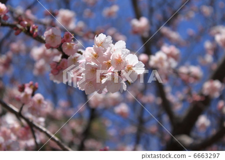 Okono櫻花樹 6663297