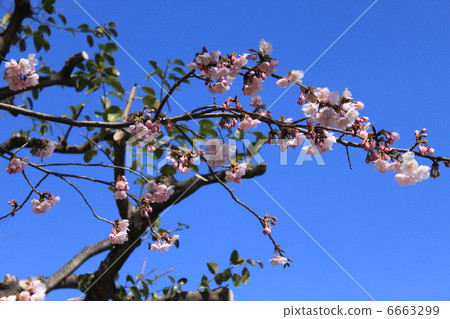 Okono cherry tree 6663299