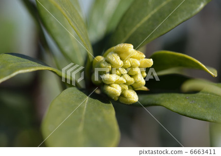 Buds of white-tailed ginkgo 6663411
