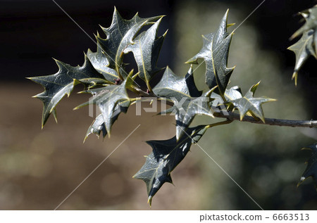 冬青葉 6663513