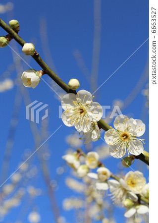 Plum blossom Plum blossom 6663527