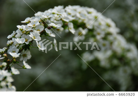 Flower Arches Flower Arches 6663920