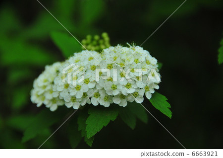Flower bouquet Flower bouquet 6663921