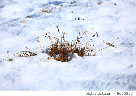 Snow foothill 6663933