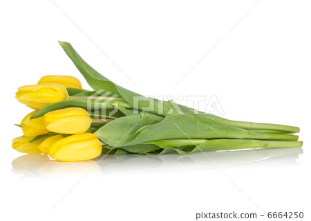 Bouquet of yellow tulips on white 6664250