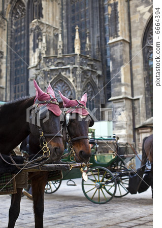 Horse Carriage in Vienna 6664394