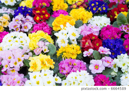 報春花的花 6664589