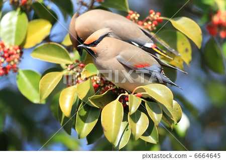 Hirenjaku Hirenjaku 6664645