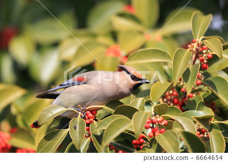 Hirenjaku Hirenjaku 6664654