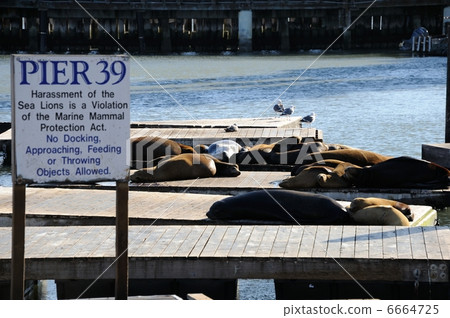America Pier 39 6664725