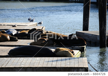 America Pier 39 6664726